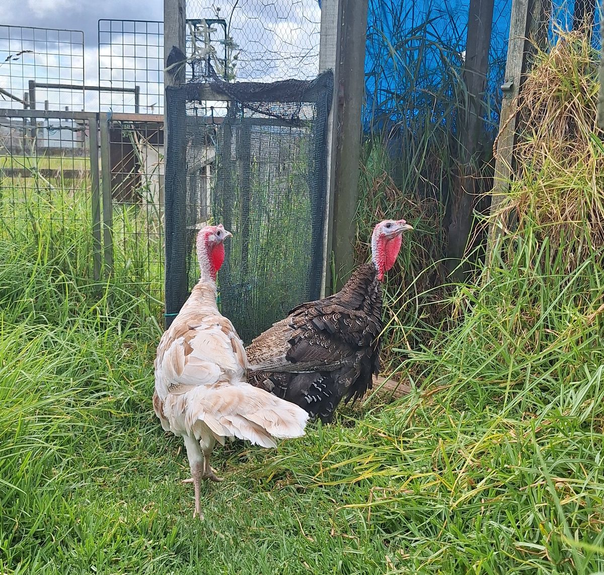 Gallery image: Peanut & Jelly