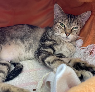 Queenie - Domestic Short Hair