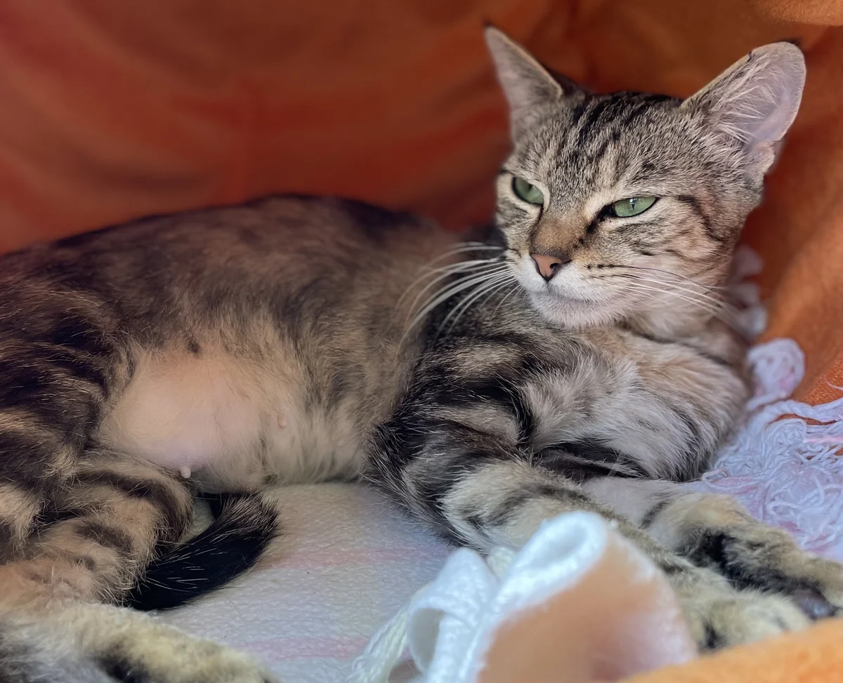 Gallery image: Queenie