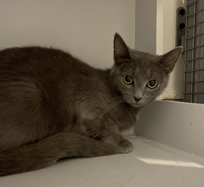 Persephone - Domestic Short Hair