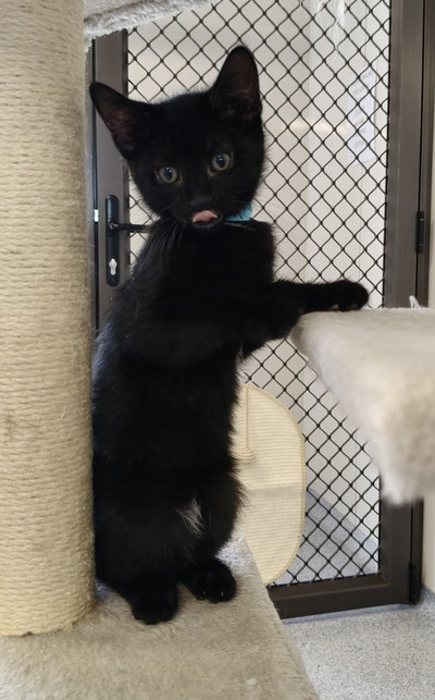 Jax - Domestic Short Hair