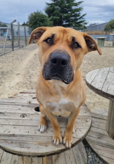 Chase - Large Cross Breed