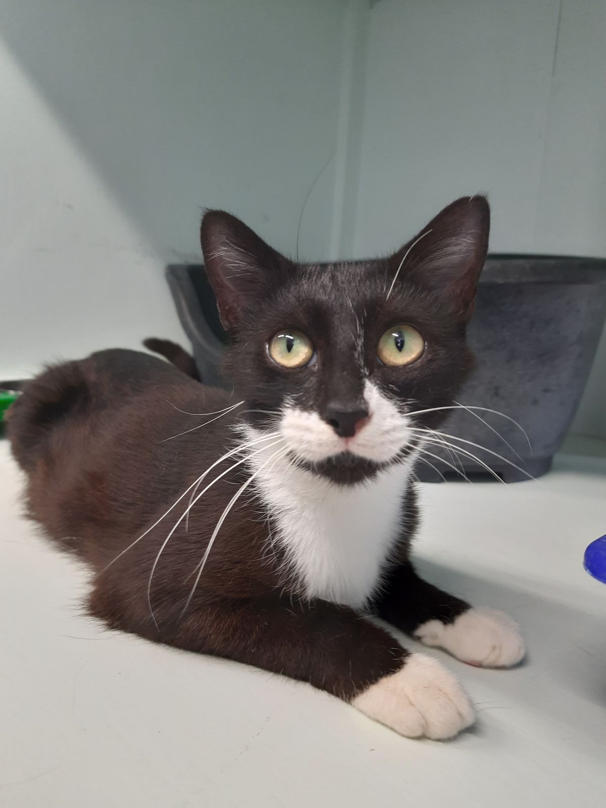 Gallery image: Harlequin