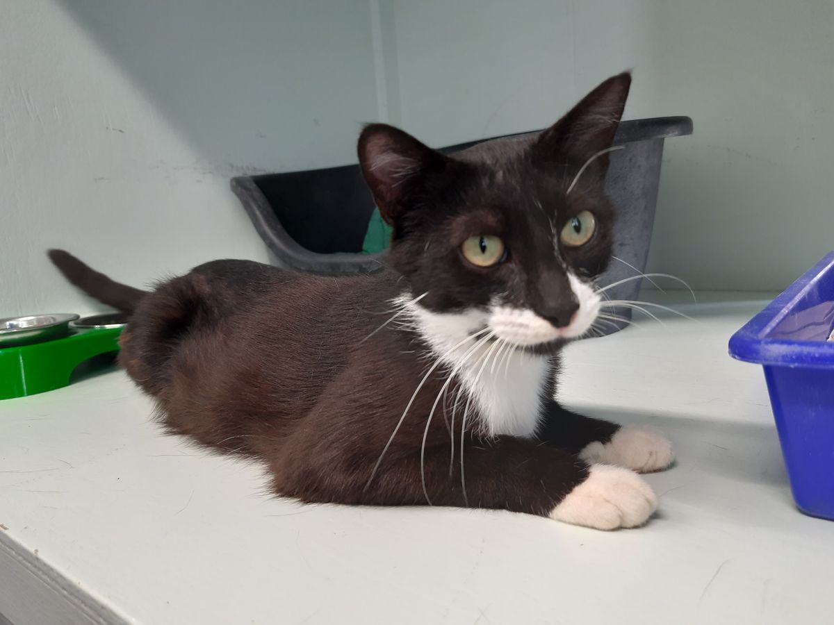 Gallery image: Harlequin