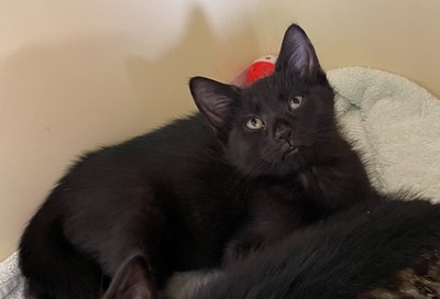 Darth - Domestic Short Hair