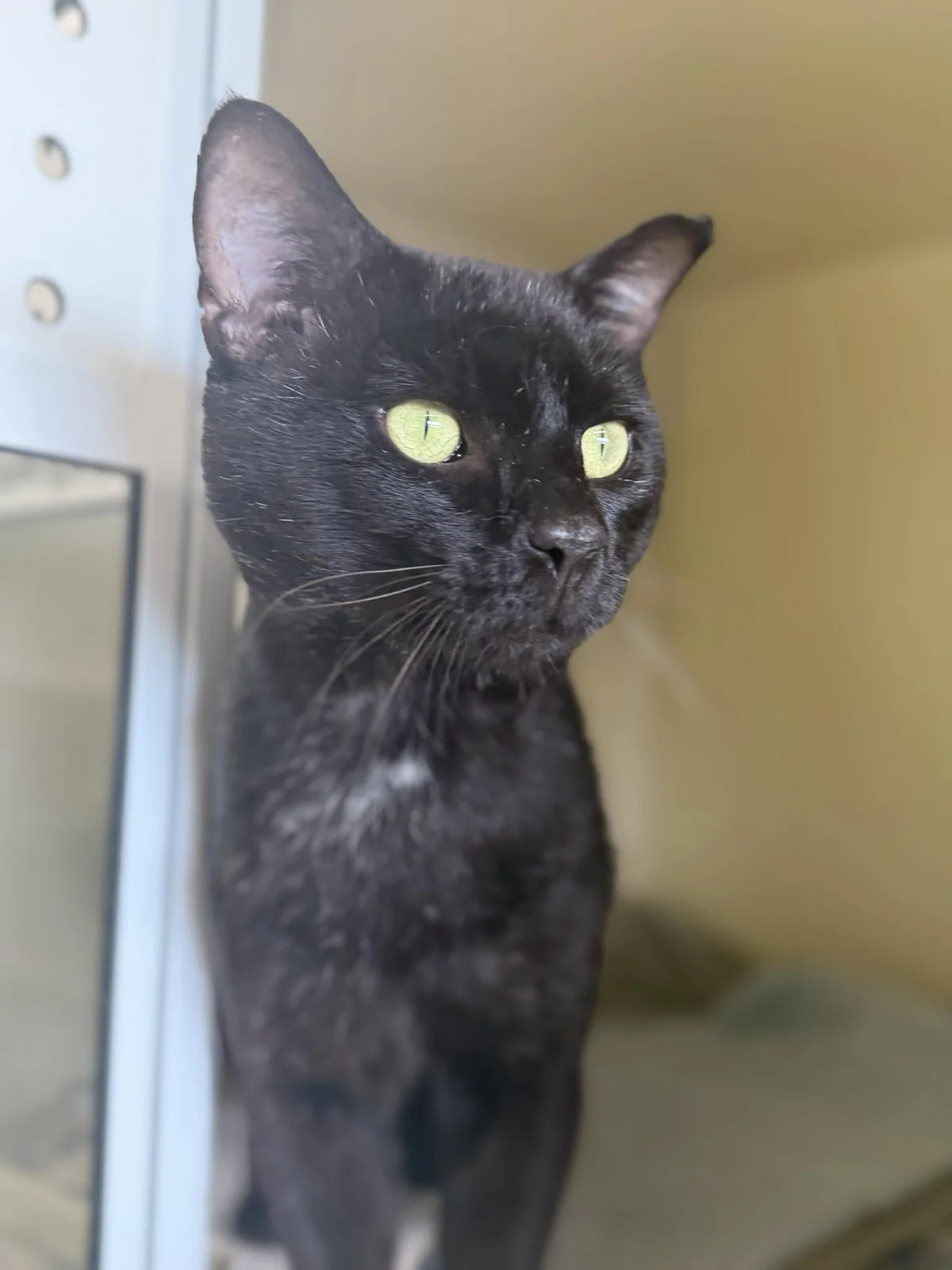 Gallery image: Panther