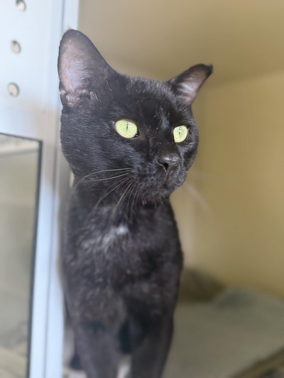 Panther - Domestic Short Hair