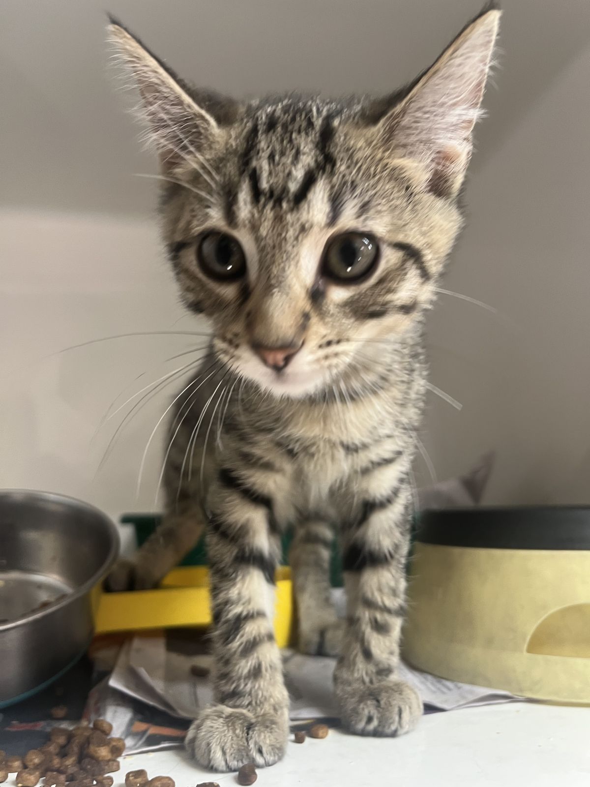 Gallery image: Scott