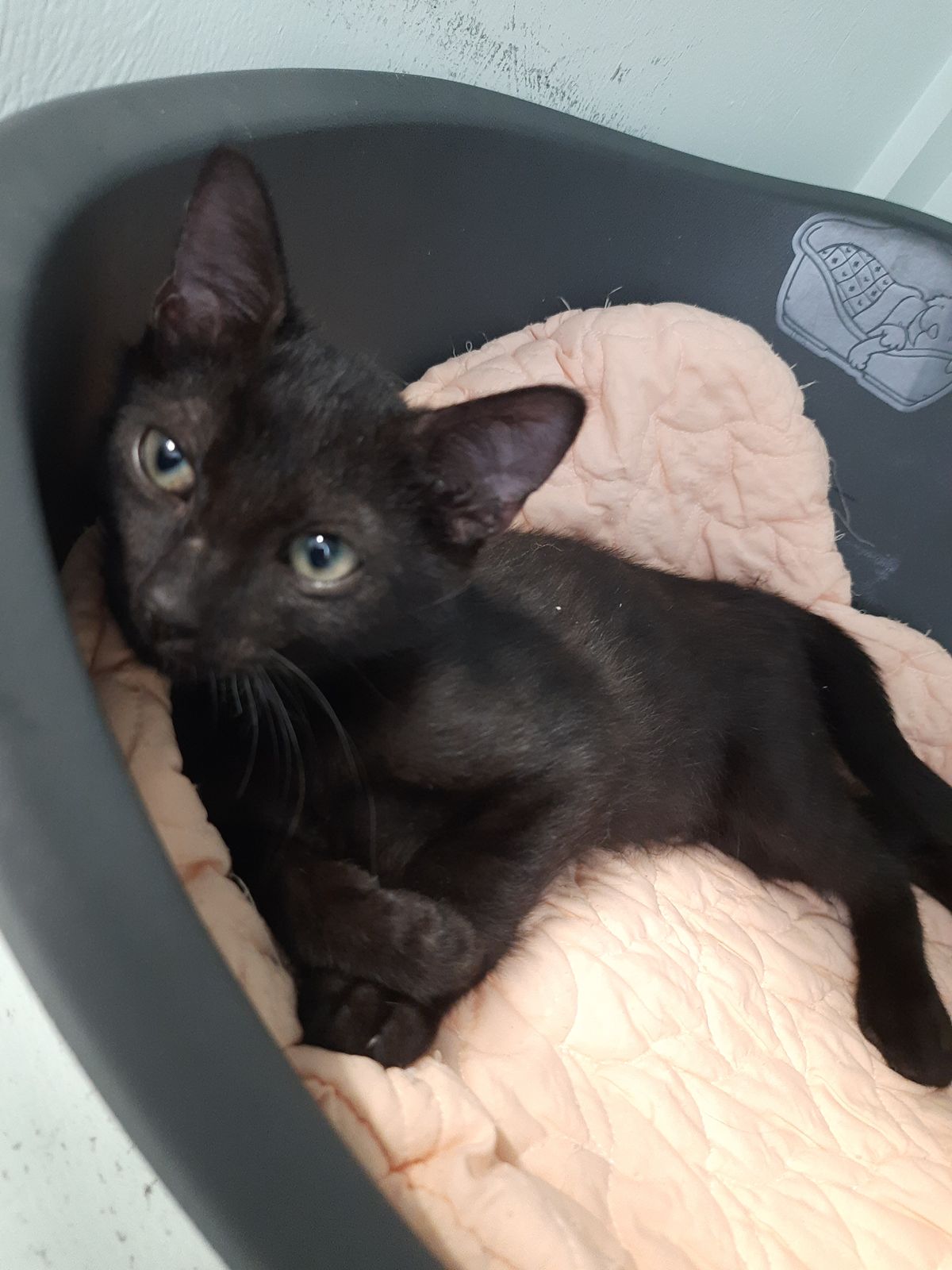 Gallery image: Robin