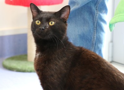 Mangelwurzel - Domestic Short Hair