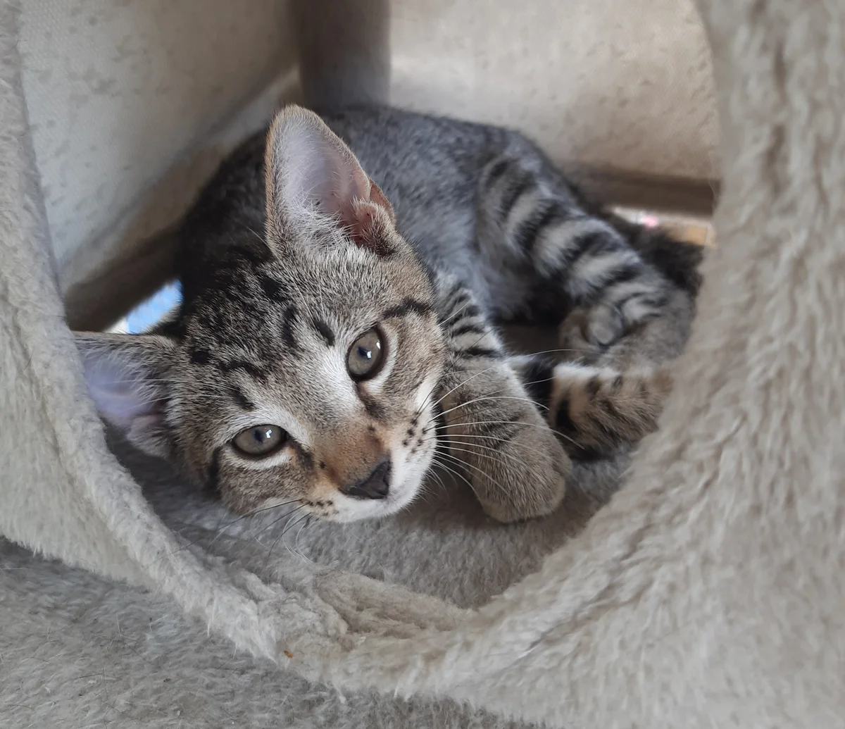 Gallery image: Raddish