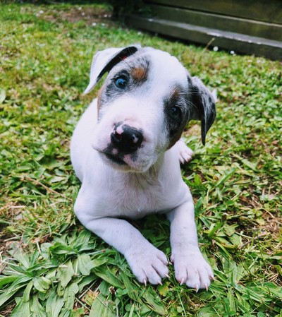 Rainbow - Medium Cross Breed