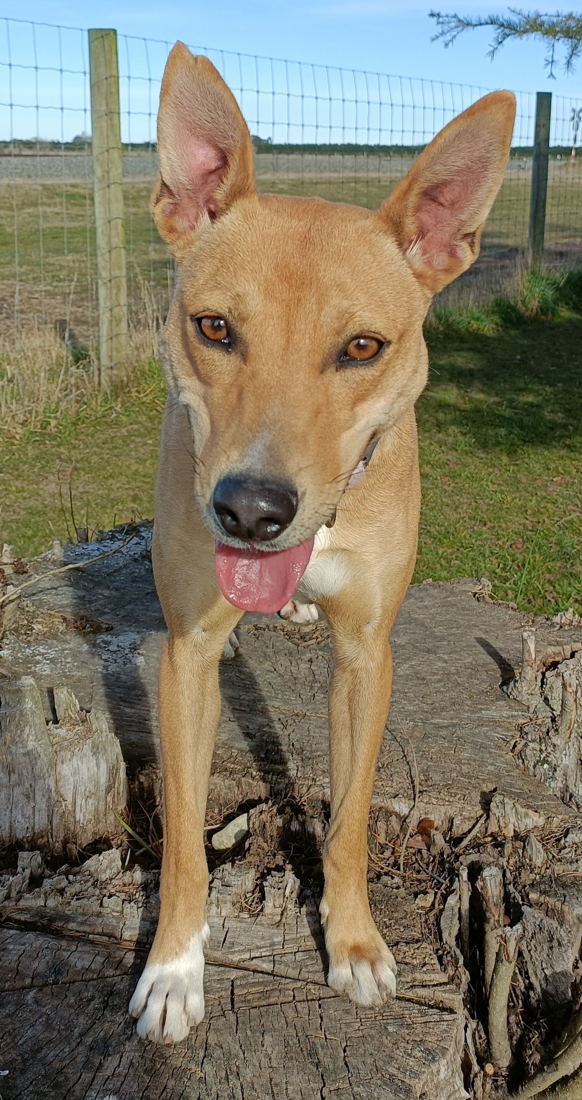 Gallery image: Maisie