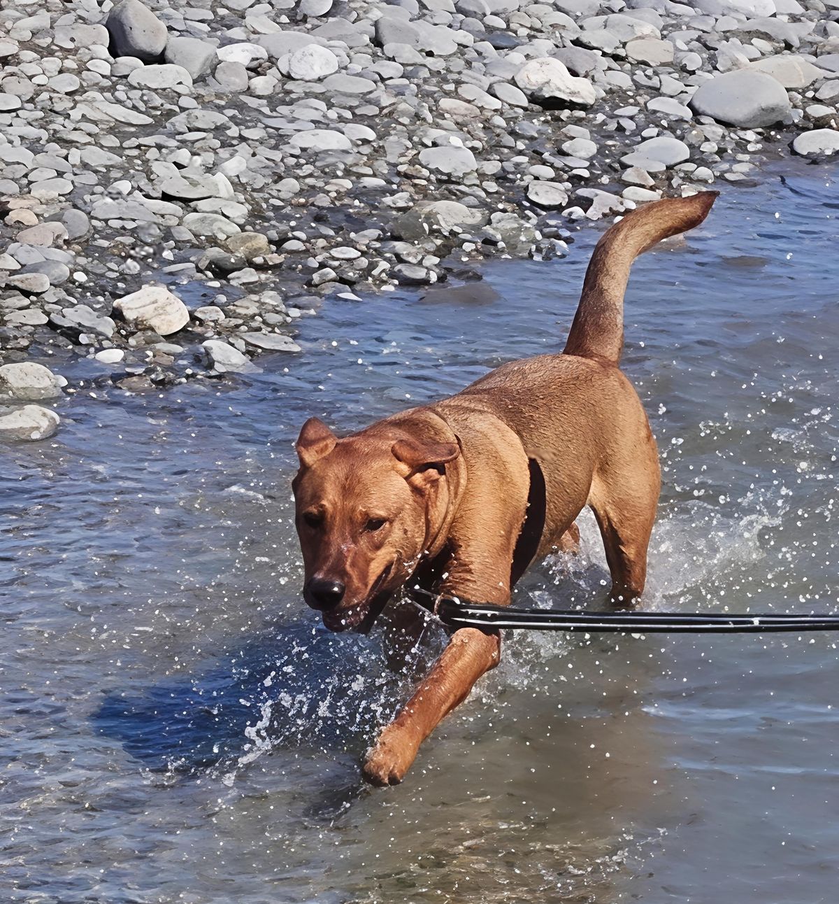 Gallery image: Sae-Dee