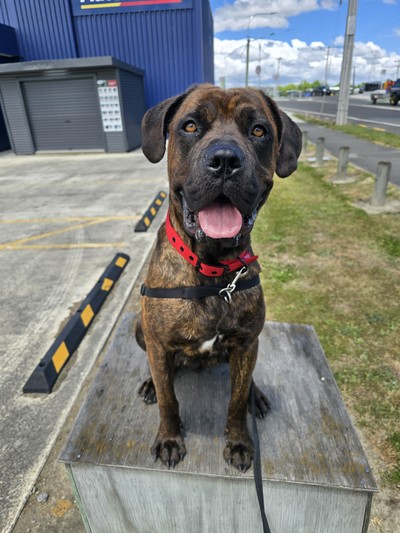 Zaria - Large Cross Breed