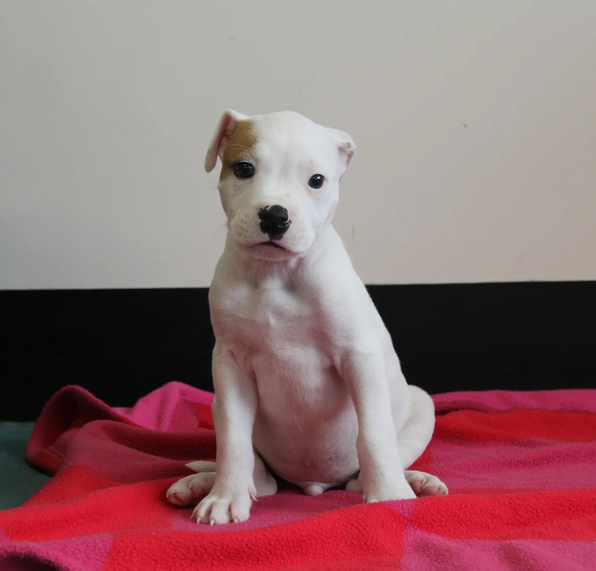 Gallery image: Bambam