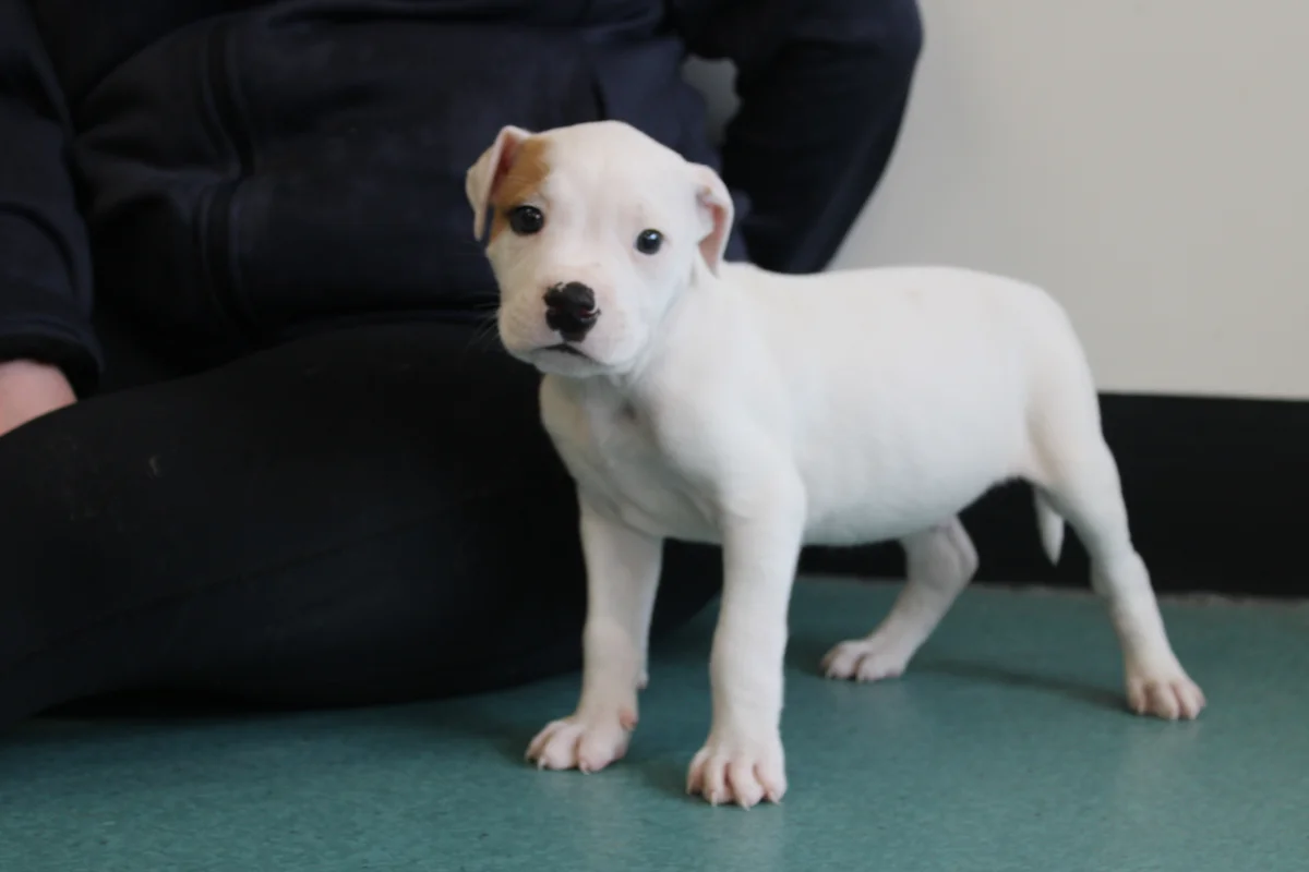 Gallery image: Bambam