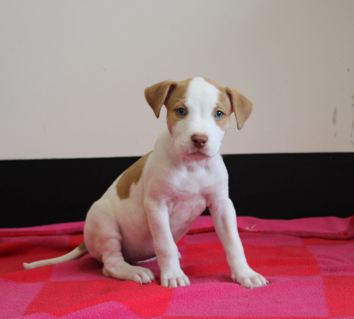 Gallery image: Pebbles