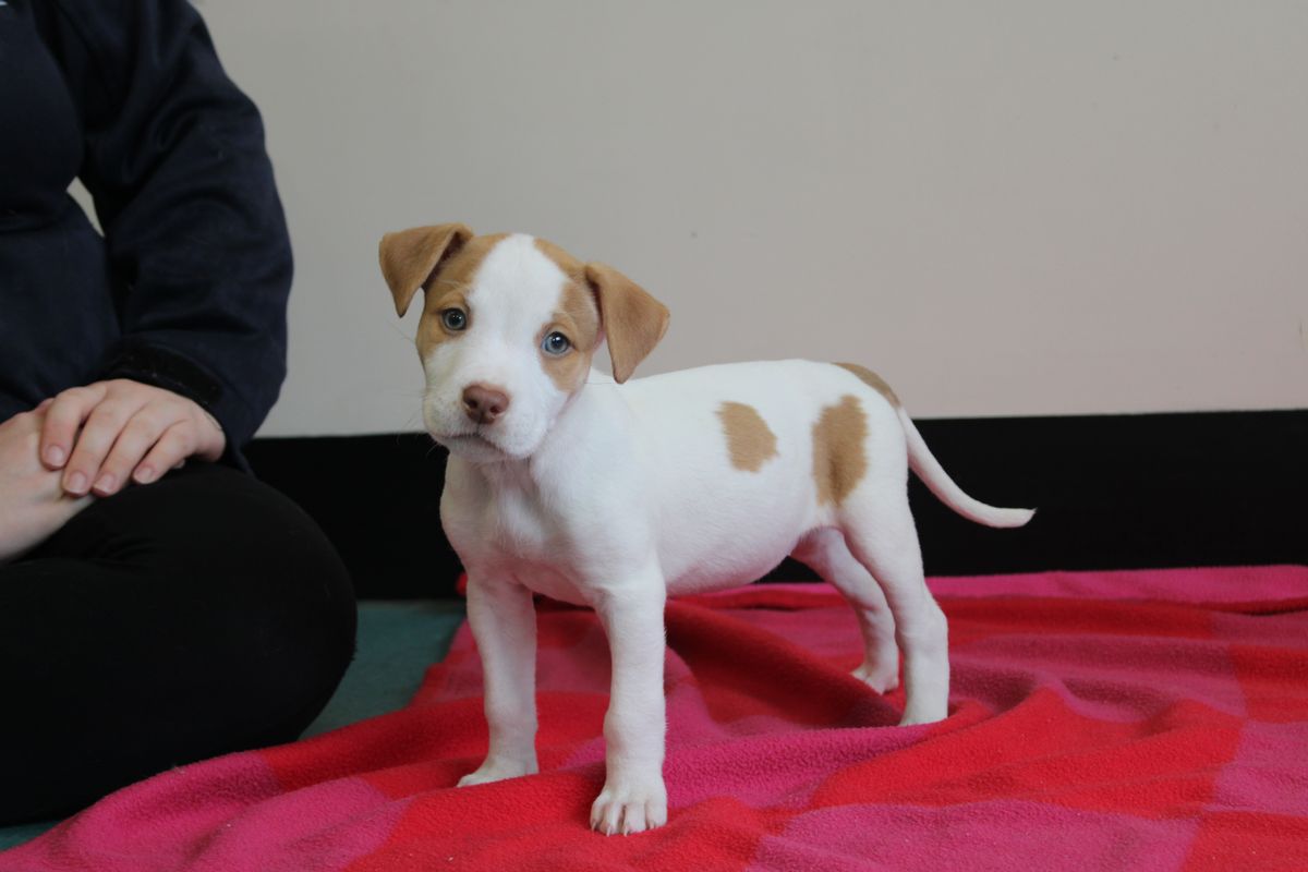 Gallery image: Pebbles