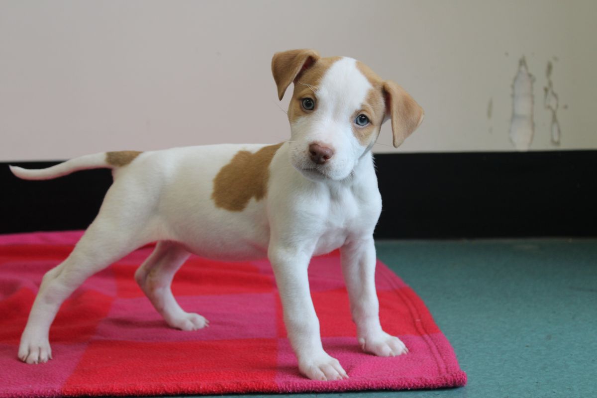 Gallery image: Pebbles