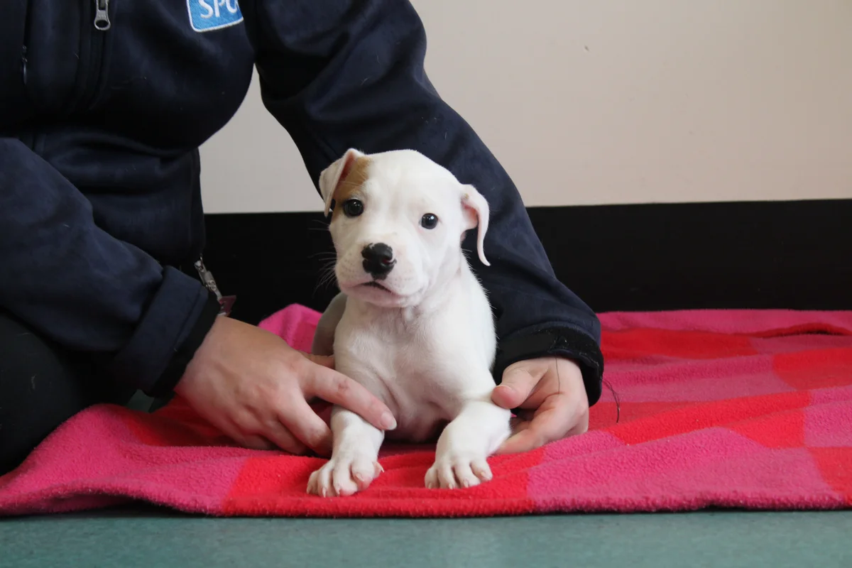 Gallery image: Bambam