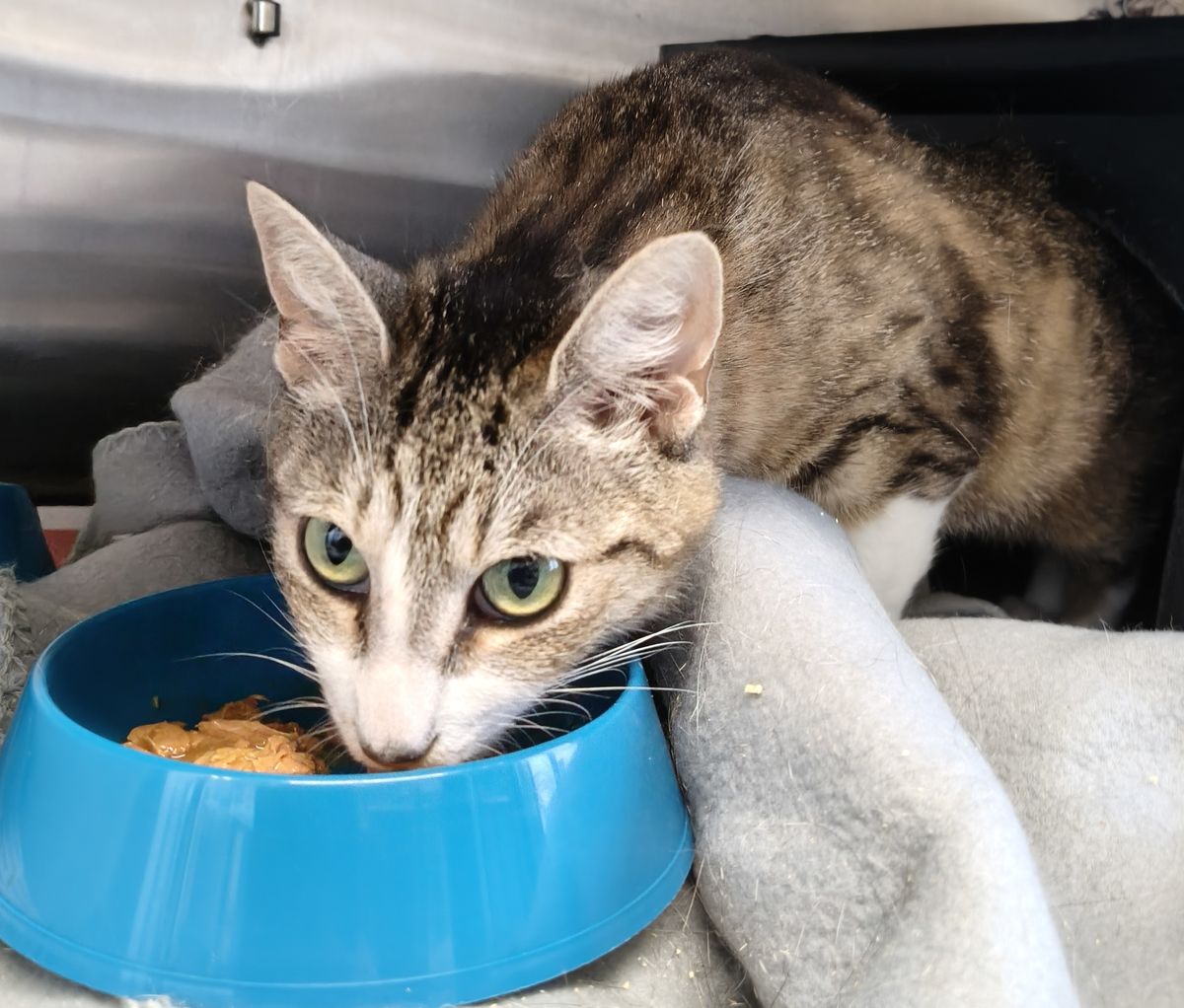 Gallery image: Mari Lwyd