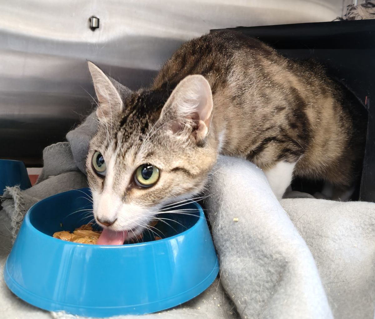 Gallery image: Mari Lwyd