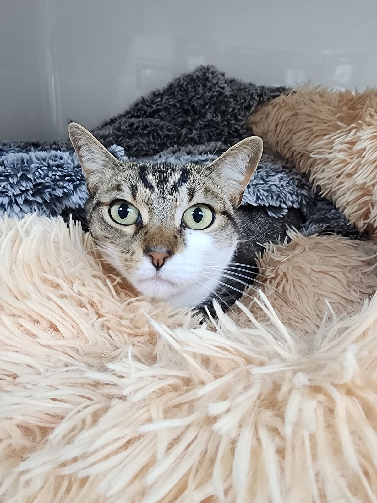 Gallery image: Millie