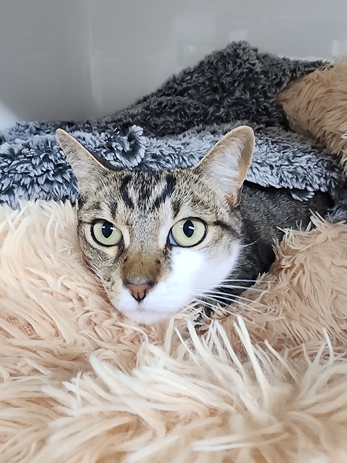 Gallery image: Millie