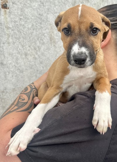 Mayo - Medium Cross Breed