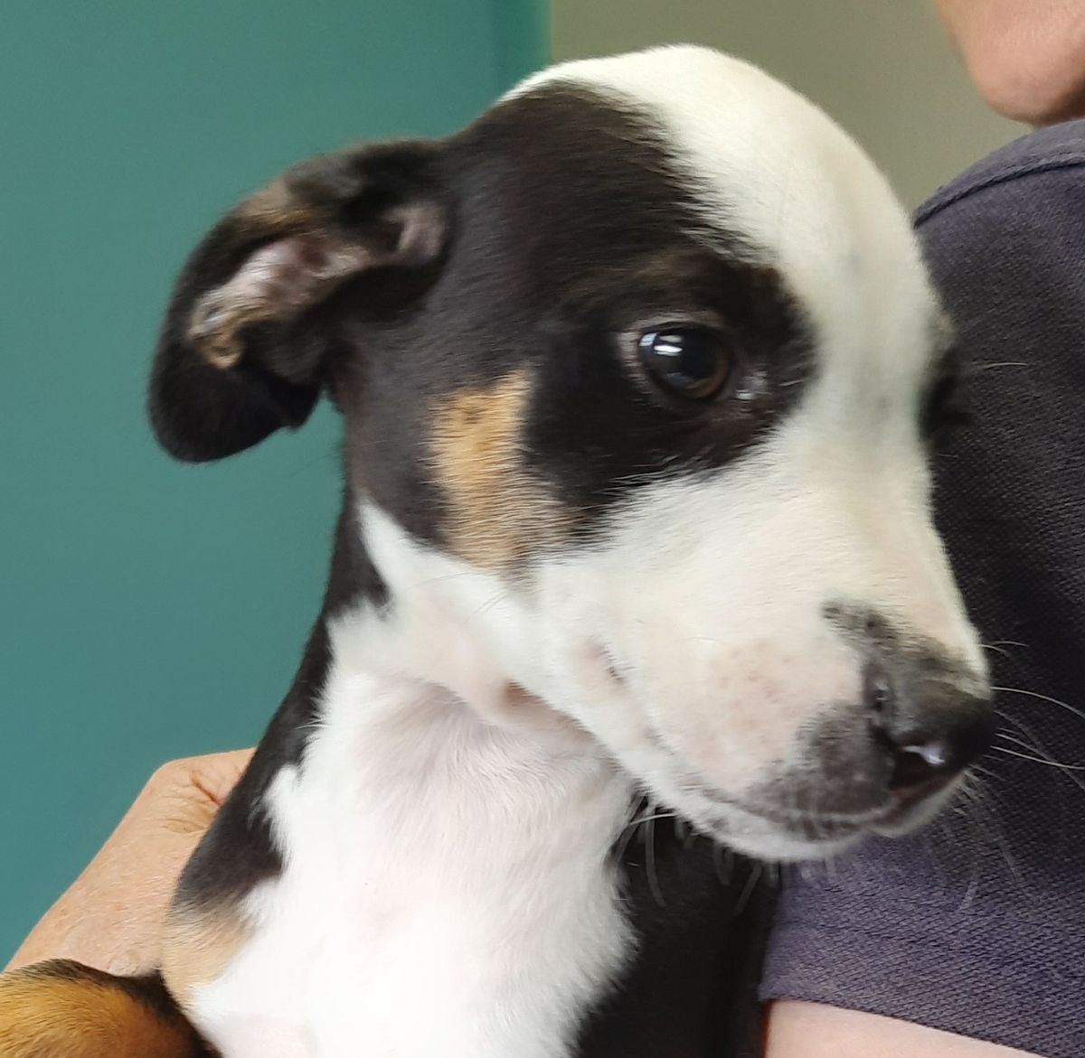 Gallery image: Dijon