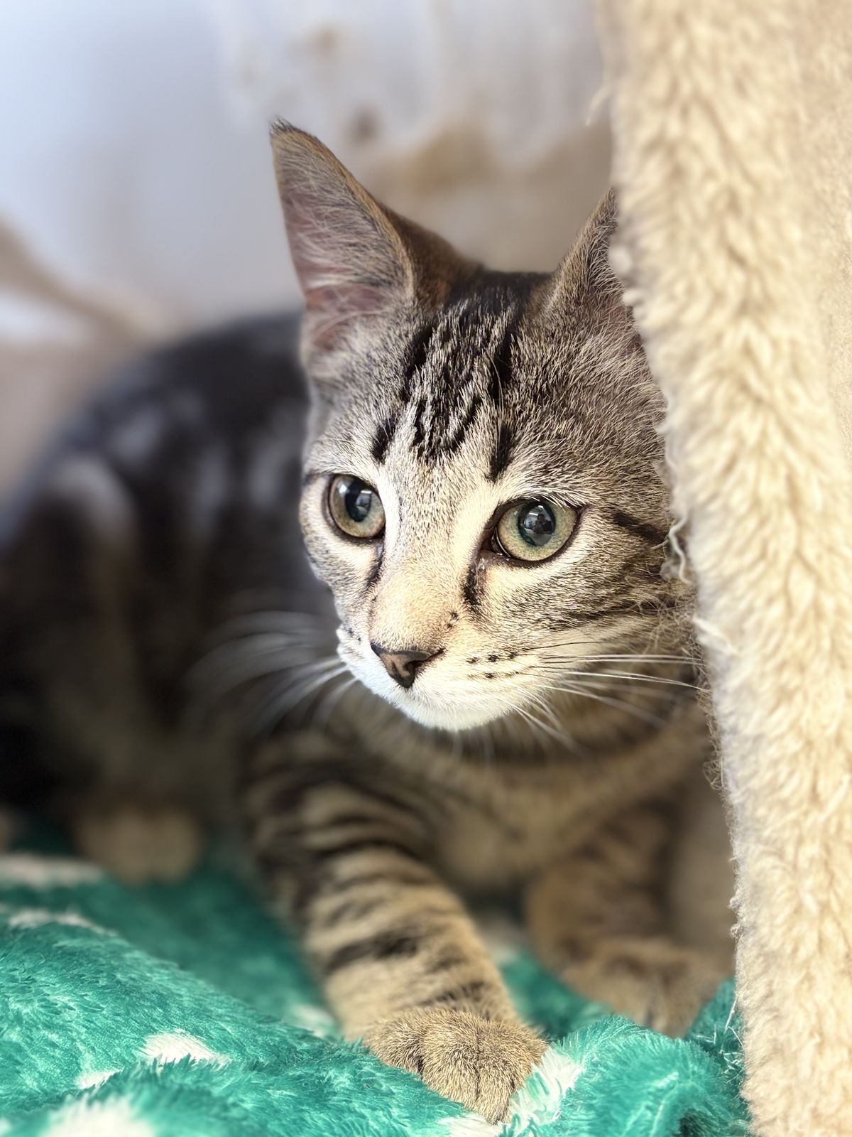 Gallery image: Polly