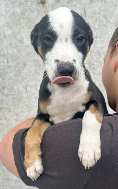 Dijon - Medium Cross Breed