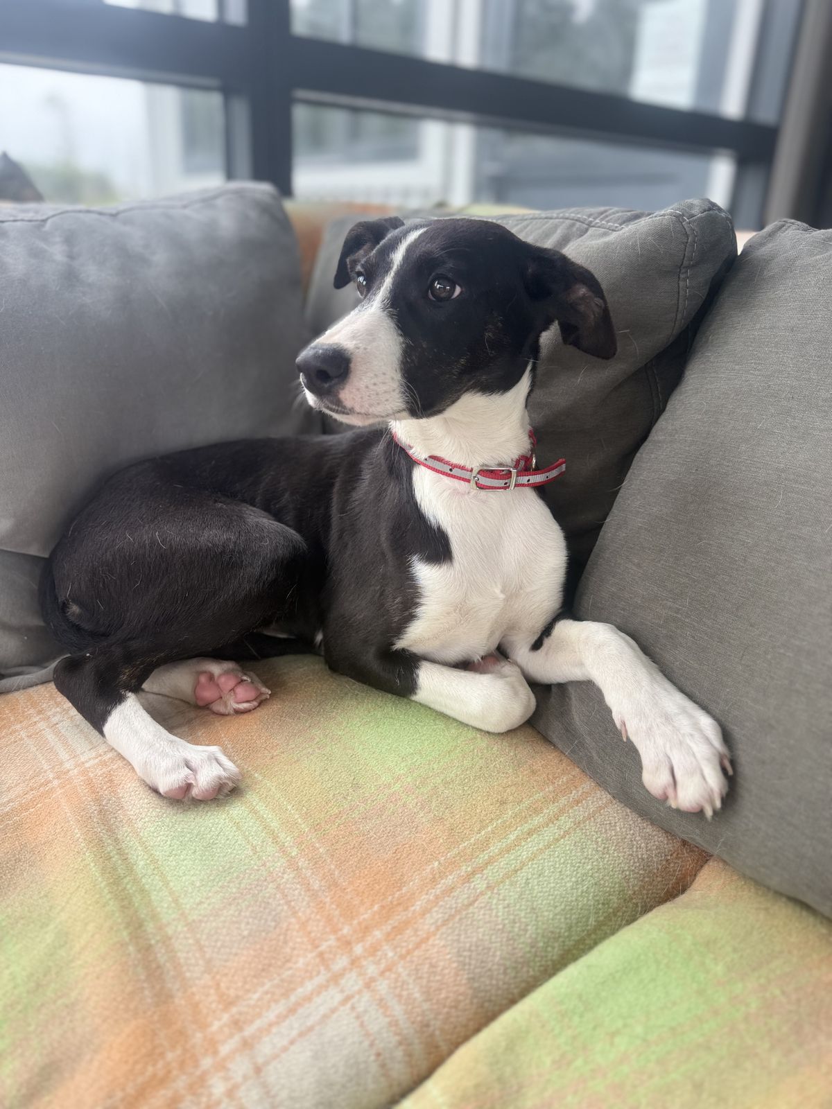 Gallery image: Mermaid