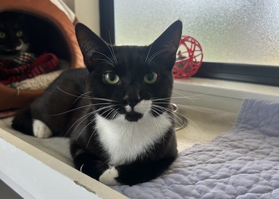 Madja - Domestic Short Hair