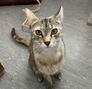 Milly - Domestic Short Hair