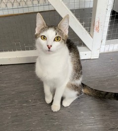 Nina - Domestic Short Hair