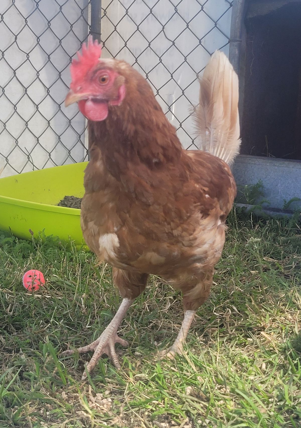 Gallery image: Pepper