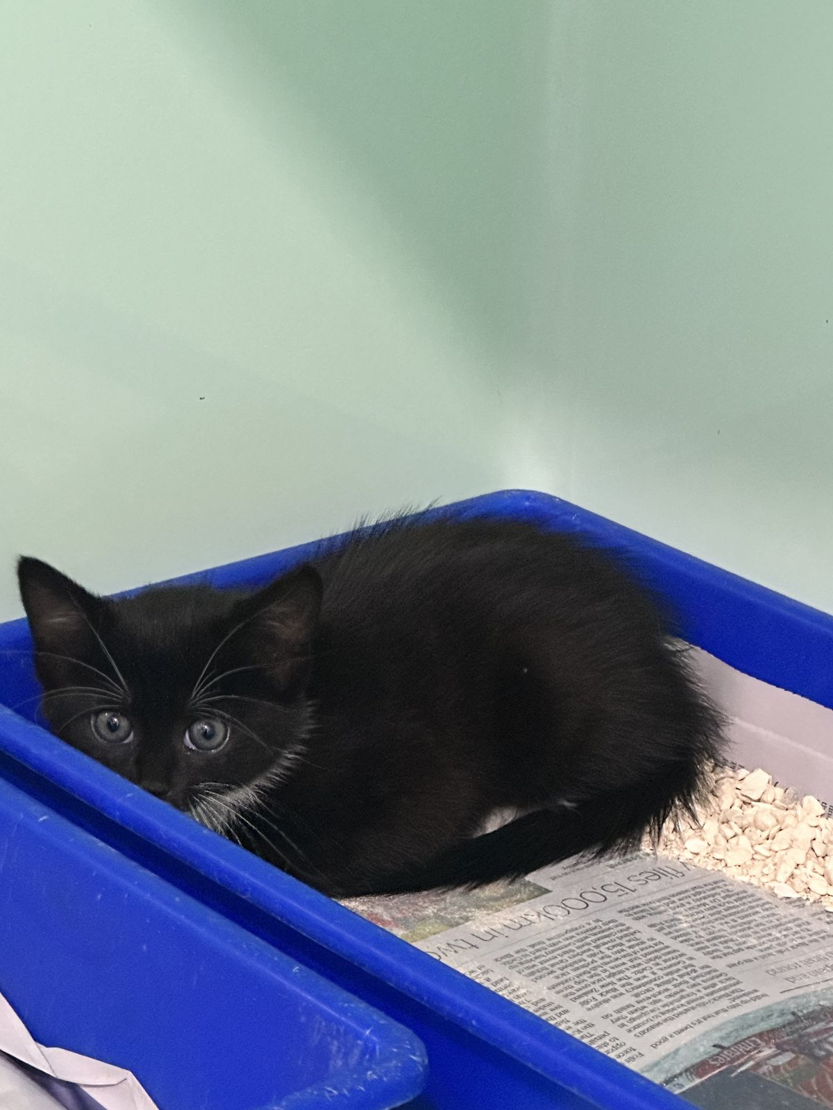 Gallery image: Monnaco