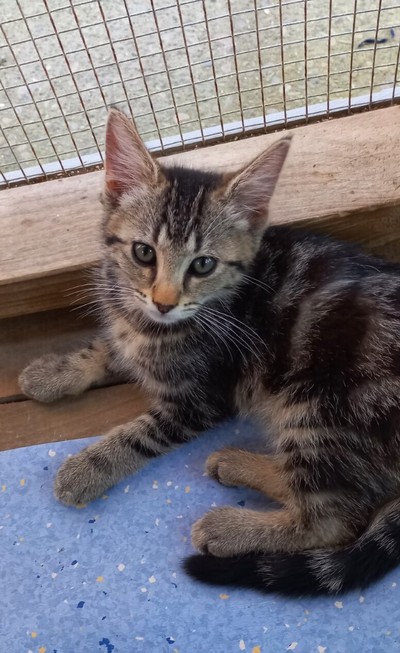 Madrid - Domestic Short Hair