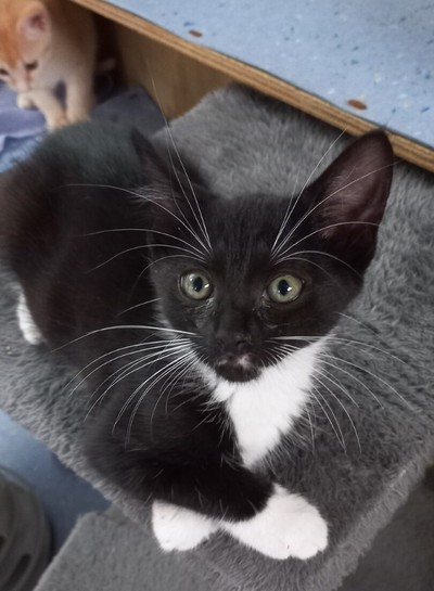 Monnaco - Domestic Short Hair