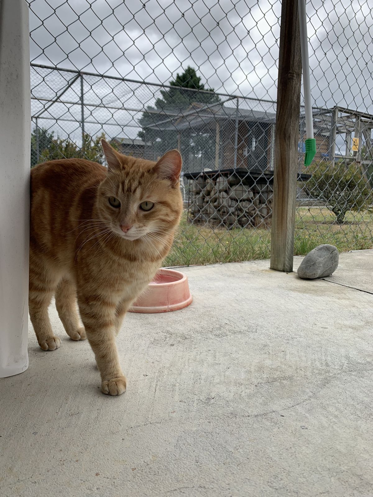 Gallery image: Gemma