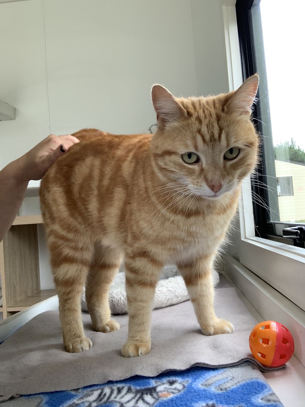 Gallery image: Gemma