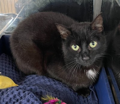 Spice - Domestic Short Hair