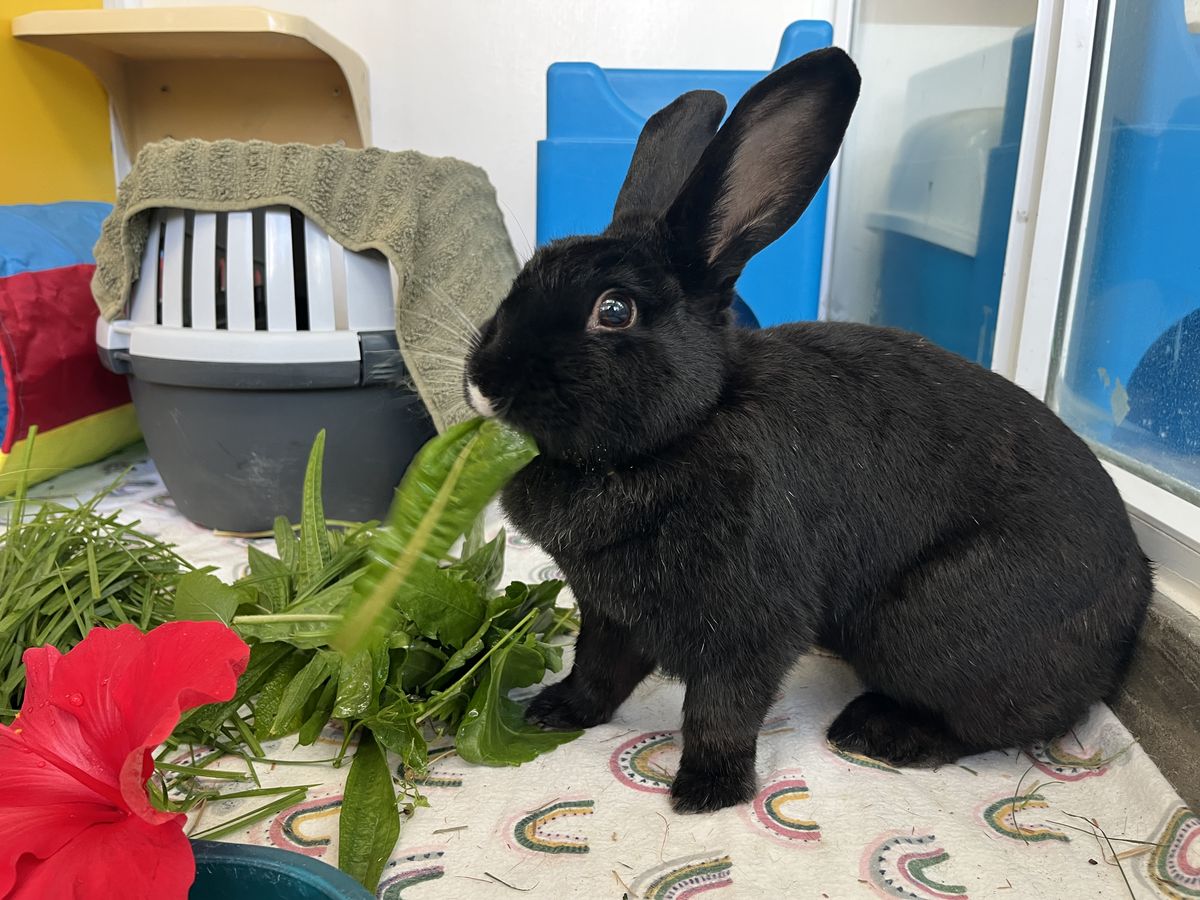 Gallery image: Freya