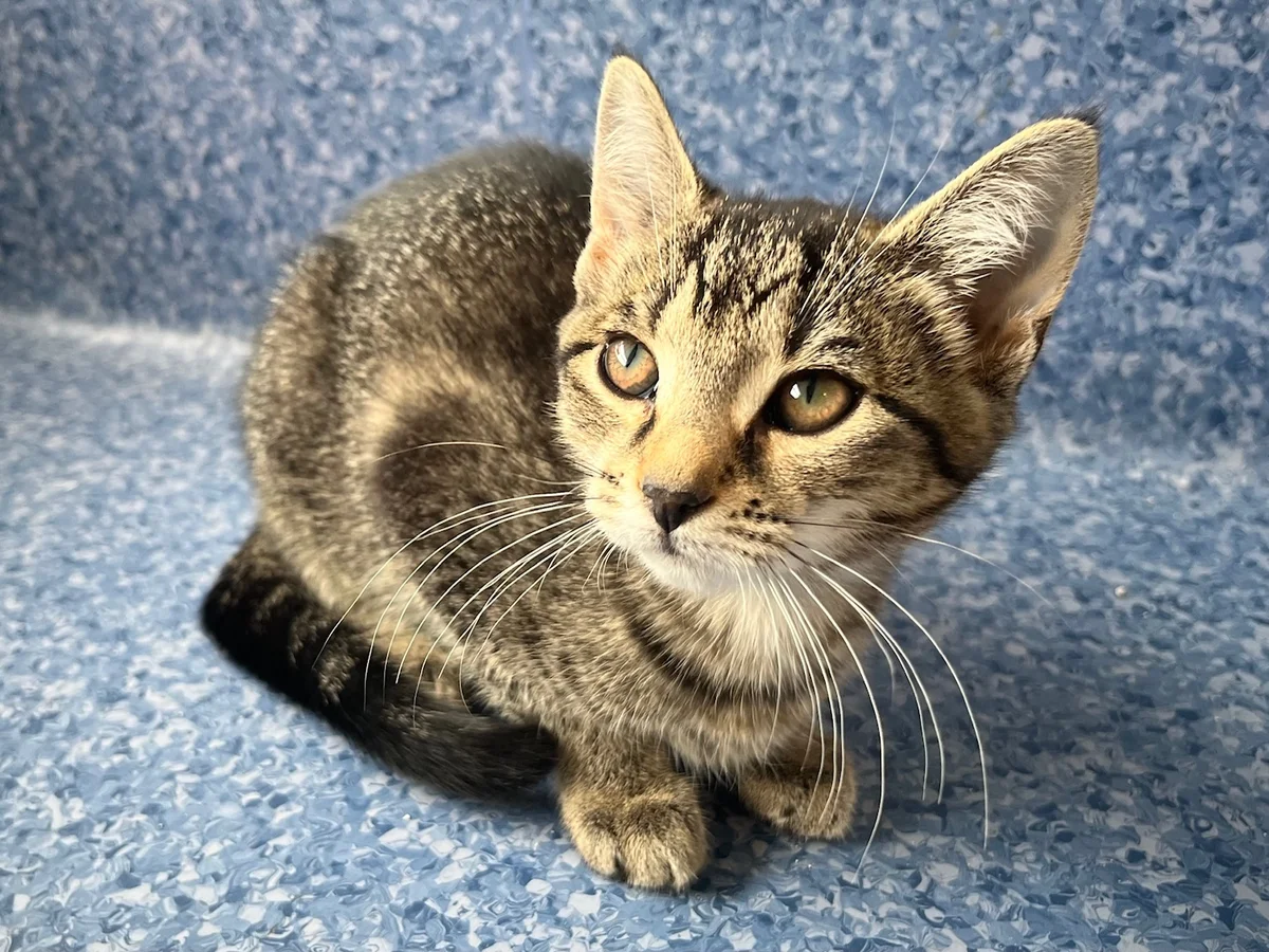 Gallery image: Chipotle