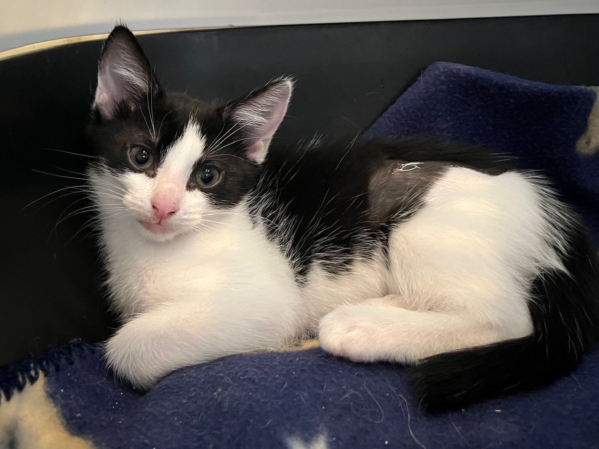 Gallery image: Humbug