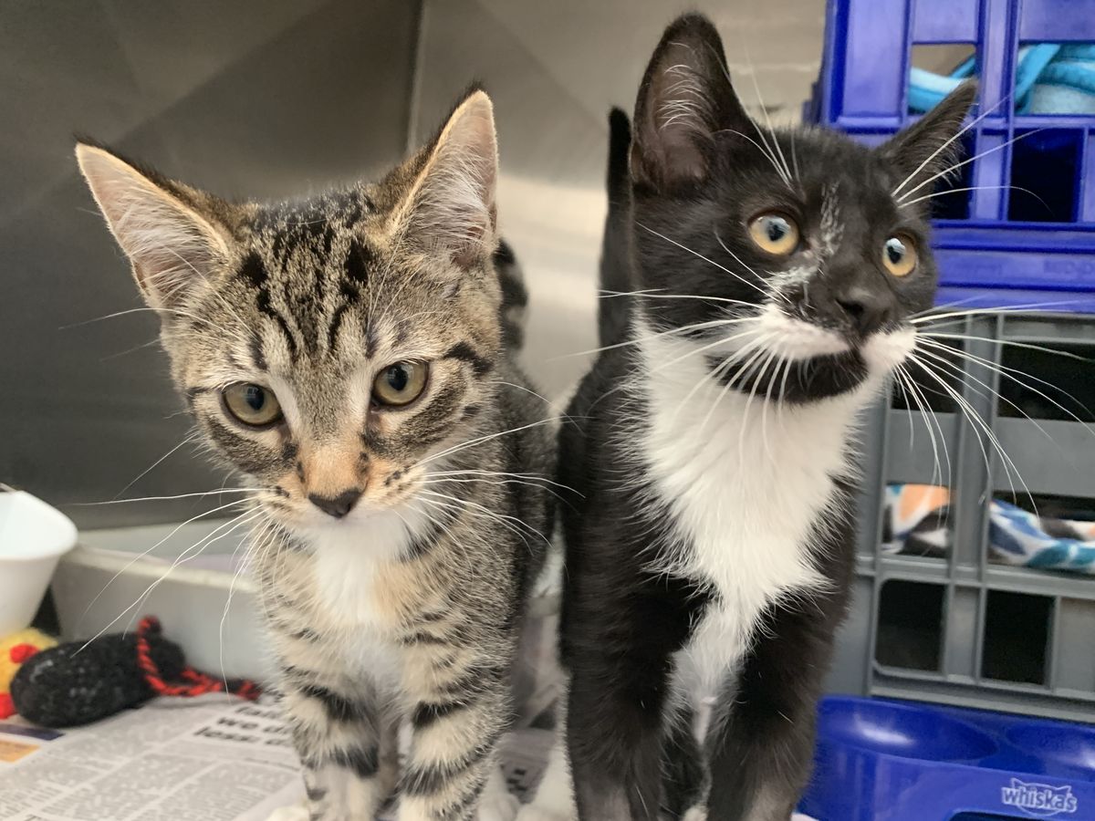 Gallery image: Gamora