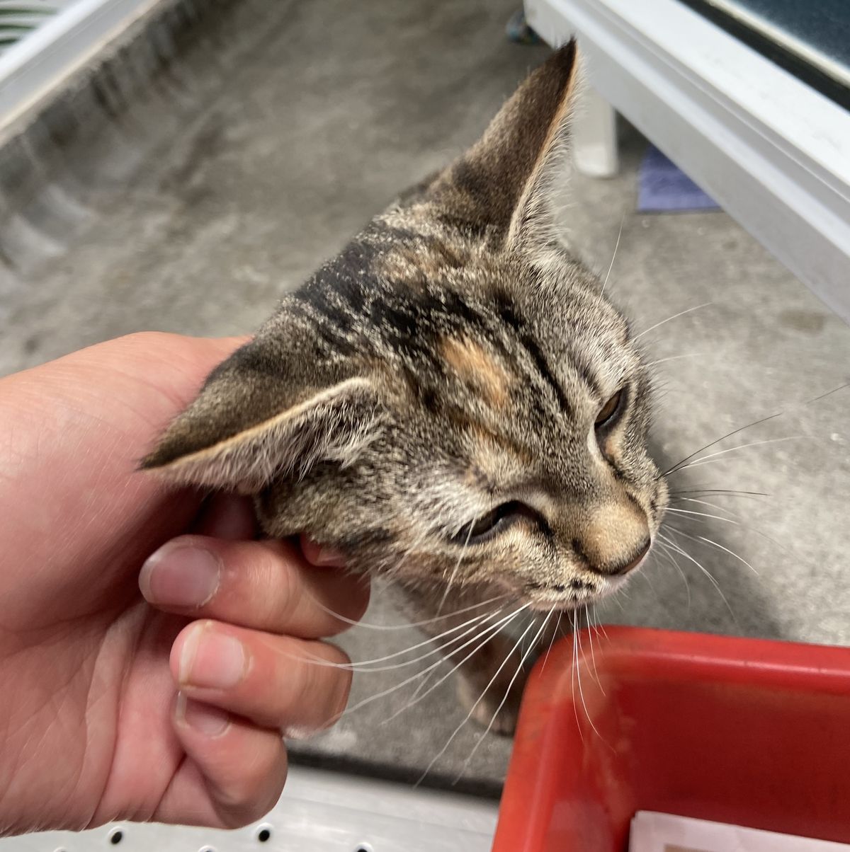 Gallery image: Gamora