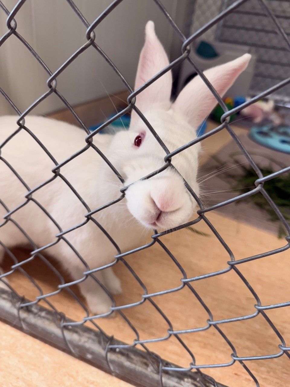 Gallery image: Aster